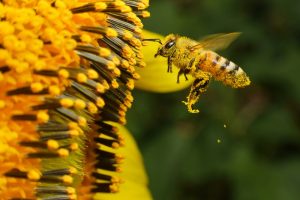 pollen-covered-bee-at-a-flower